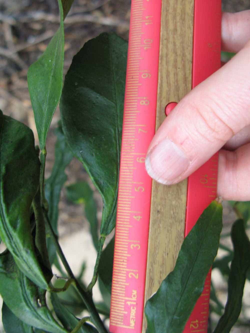               Unifoliolate leaf (Willowleaf, Winter Haven,   FL)   